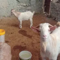 نر بز سانن|حیوانات مزرعه|گرمخان, |دیوار