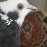 ابلغ سیاه ماده عالی|پرنده|طبس, |دیوار