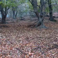 اجاره ویلای جنگلی