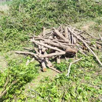 خریدار چوب درخت