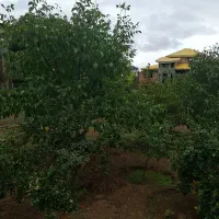 کارگر ساده اتباع برای کار در باغ