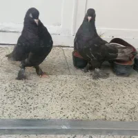 نر ماده قهوه ای جوون