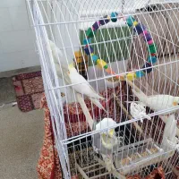 عروس هلندی|پرنده|سعدآباد, |دیوار