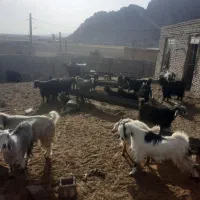 فروش ۳۰ راس بز آبست چاق داشتی