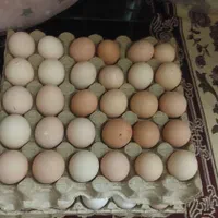 تخم مرغ محلی|خوردنی و آشامیدنی|قزوین, |دیوار