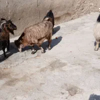 بز بزغاله بز ماده ساورین|حیوانات مزرعه|دالاهو, |دیوار