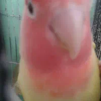 جفت کتوله اهلی|پرنده|بیرجند, |دیوار