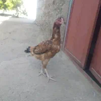 مرغ قیمت با خودتون|حیوانات مزرعه|سراوان, |دیوار