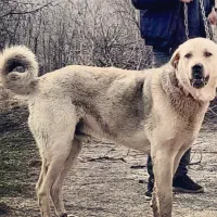 گمشده پارسال