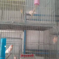 قناری نر ماده عروس هلندی فنج مرغ عشق