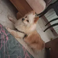 پامر خرسی واگذاری