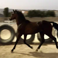 فروش اسب|اسب و تجهیزات اسب‌سواری|کازرون, |دیوار