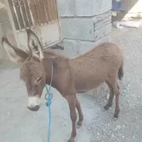 کره الاغ نر