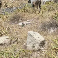 معاوضه بز با میش|حیوانات مزرعه|لوداب, |دیوار