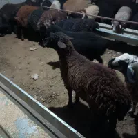 بره نر سبک و سنگین