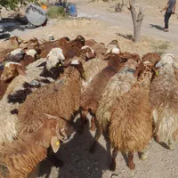 دام چاق وچله با یک تماس درب منزل زنده|حیوانات مزرعه|تهران, شهرک آزادی|دیوار