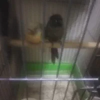 سه جفت گرینجیک فروشی و یک جفت ملنگو|پرنده|ارومیه, |دیوار