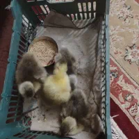 جوجه غاز