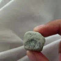 فسیل سنگ