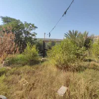 فروش باغ بنه گز/ بر بزرگراه چغادک ـ دیر|فروش خانه و ویلا|اهرم, |دیوار