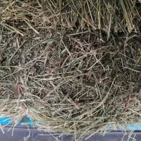 خریدار یونجه و علف هستم|خدمات باغبانی و درختکاری|اشنویه, |دیوار