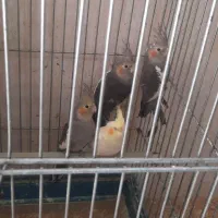 طوطی عروس هلندی