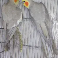 جفت عروس پاریس/هلندی مولد آهویی/کارداده|پرنده|اهواز, شهرک دانشگاه|دیوار