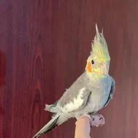 ۶عدد پرنده|پرنده|رشت, چمارسرا|دیوار