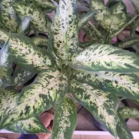 گل آپارتمانی با قیمت مناسب|گل و گیاه طبیعی|بیرجند, |دیوار