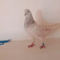 کفتر تهرانی پرشی|پرنده|اهر, |دیوار