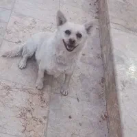 یک جفت سگ اشپیتز نر و ماده|سگ|فلاورجان, |دیوار