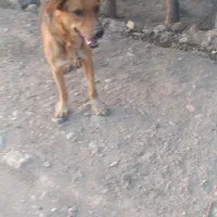 سگ نگهبان