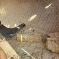 کبوتر|پرنده|سمنان, |دیوار