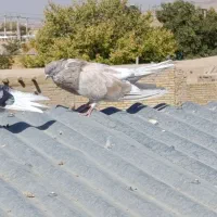 کبوتر پرشی|پرنده|میلاجرد, |دیوار