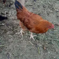 جوجه خروس محلی وبوقلمون بیوتی سربری وتخم گذار