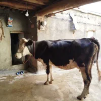 گاوسیمینتال4ماه آبستن|حیوانات مزرعه|مریوان, |دیوار