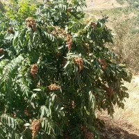 نهال سماق سردشت|خدمات باغبانی و درختکاری|سردشت, |دیوار