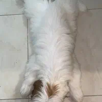 توله سگ|سگ|قزوین, |دیوار