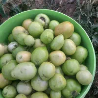 گوجه سبز