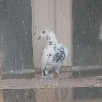 کبوتر گلی|پرنده|آباده, |دیوار