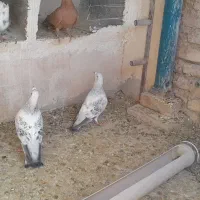 چند عدد کفتر