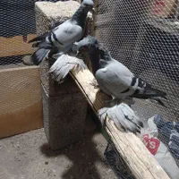 سیزده عدد کفتر در عجب شیر