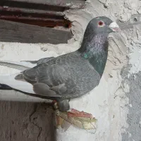 کبوتر صید کرمانی کله زرد|پرنده|مشهد, ابوذر|دیوار