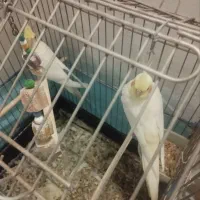 ۳ تا عروس هلندی لوتینو|پرنده|بیرجند, |دیوار