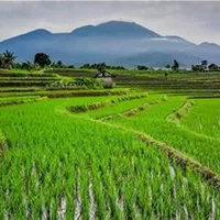 سینی نشاء شالیکاری مدل 470 قالب توم برنج جعبه عمده