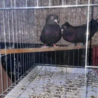 کبوتر ابادانی