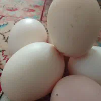 تخم مرغ محلی