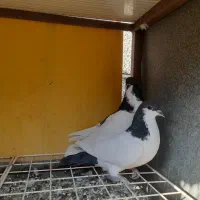 دو جفت کبوتر شهری ابپخش|پرنده|بوشهر, |دیوار