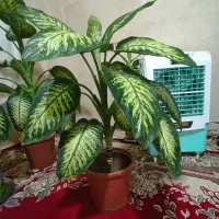 گل دیفن باخیا شاد سرحال|گل و گیاه طبیعی|سراجو, |دیوار