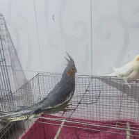 فروش دو عدد عروس هلندی|پرنده|حمیدیا, |دیوار